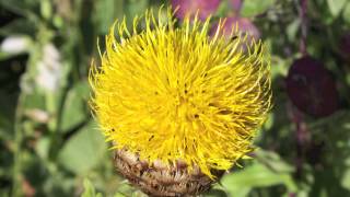 Globe Kapweed  Centaurea Macrocephala  Großköpfige Flockenblume [upl. by Yrailih]