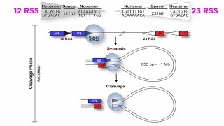 T and B Cell Development VDJ Recombination [upl. by Charters]