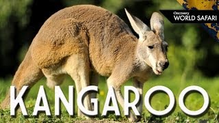 Kangaroos Can Jump 30 Feet High [upl. by Adnoel]