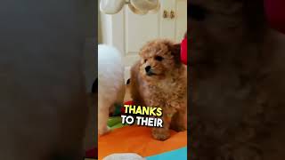 The Adorable Poochon Pup 🐶 You Need to See Today ✨ PoochonLove FluffyCompanion [upl. by Dent]