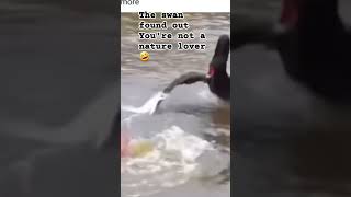 Youre going to relaxing but this happened funnyshorts funnyanimals funnymoments funny [upl. by Tat]