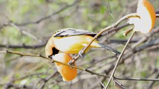 Streak Backed Oriole Feeding On An Orange [upl. by Erickson]