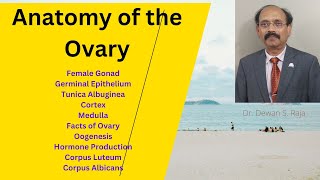 Anatomy of the Ovary [upl. by Gnuhc]