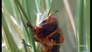 Plague of Locusts Timelapse  Wild Africa  BBC Earth [upl. by Erdeid905]