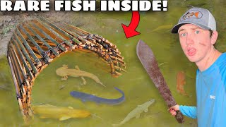 I Caught RARE Fish in a Primitive Fish Trap [upl. by Anoi54]