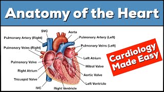 Anatomy of the Heart Structures and Blood Flow Cardiology Made Easy [upl. by Bergwall]