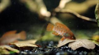 Dario dario amp Corydoras habrosus [upl. by Yerffeg]