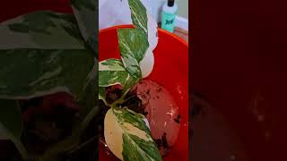 Pest Treatment for Plants  Bubble Bath for Plants 🪴 [upl. by Drapehs]