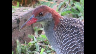 Slatybreasted rail Lewinia striata feeding on earthworm by Teo Lee Wei amp K [upl. by Derej747]