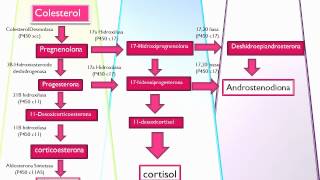 Vias de sintesis de hormonas esteroides [upl. by Enyrhtac]