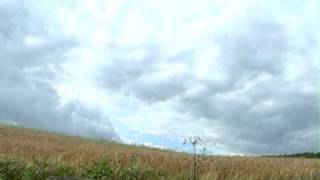 pigeon shooting in scotland with one of scotlands top guide [upl. by Riordan715]