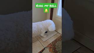 Charlie the Cute Bichon Poo Rings the BELL 🔔 Bichon Frise Poodle Mix [upl. by Sopher]