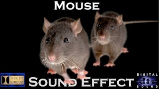 Sound Effects Of Mouse  High Quality Audio [upl. by Diahann]