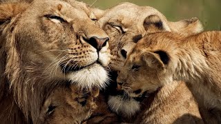 The Strongest LION PRIDE in Luangwa Valley  National Geographic Documentary Full HD 1080p [upl. by Ardnovahs]