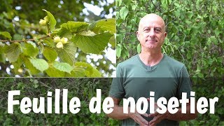 La feuille de noisetier pour la mauvaise circulation [upl. by Nallac]