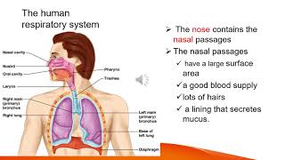 Biology Grade 9 Unit 3 part Eight The respiratory system [upl. by Acissej]