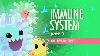 Immune System Part 2 Crash Course Anatomy amp Physiology 46 [upl. by Ling190]