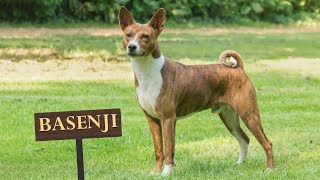 Basenji  Must Know Facts For The Owner [upl. by Anaidni]