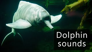 River dolphin sounds recorded underwater in the Amazon river [upl. by Sephira218]