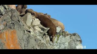 Walruses Falling From Cliff [upl. by Oeram]