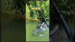 BOOM  Fishing life monster catfish [upl. by Adim]