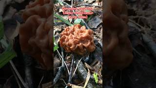 Jamur Otak Jamur Morel Palsu nama ilmiah Gyromitra esculenta namailmiah namalatin jamurotak [upl. by Desberg]