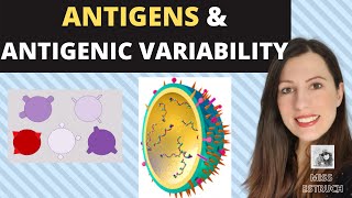 Alevel IMMUNITY and ANTIGENS Cell recognition and lymphocytes to detect pathogens and selfcells [upl. by Morton]