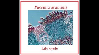 Puccinia Life Cycle [upl. by Stinson312]