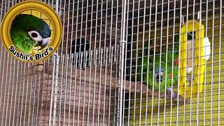 Hahns Macaw Mating Patton amp Mating sound [upl. by Vihs541]