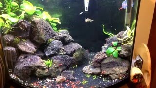 16 Gallon Bowfront Aquascape with Cherry Shrimp and Rainbowfish [upl. by Chandos]