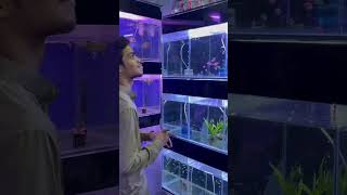 fish petfish aquariumpets guppy aquariumfishfood [upl. by Kral]