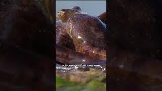 Incredible Octopus Behavior SelfDetachment and LimbEating shorts octopus [upl. by Yrehc486]