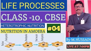 LIFE PROCESSES L04 HETEROTROPHIC NUTRITION NUTRITION IN AMOEBA [upl. by Eiuqram596]