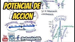 Potencial de acción ¿Que es y cuales son sus fases fácil [upl. by Durwin]