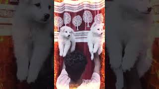 German Spitz Puppies sale in Guwahati 🥰 All Over North East Delivery 📞 9435415967 [upl. by Atelokin290]