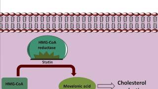 Mechanism of action of Statins [upl. by Vinay]