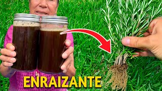 NADIE conoce ni HIZO este ENRAIZANTE casero PARA Enraizar Cualquier Planta [upl. by Amapuna]