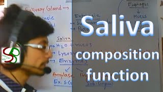 Saliva  enzymes in saliva [upl. by Columbus773]