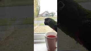 Perfect Little Parrot Hahns Macaw has some tea then heads out 🤣🥰 hahnsmacaw [upl. by Nnodnarb]