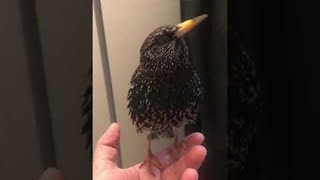 Starlings Stunning Skills with Sound  ViralHog [upl. by Trautman]