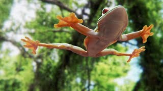 Tree Frog Effortlessly Skydives Away from Hungry Snake [upl. by Harrus]