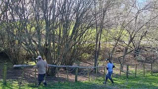 Everything I Know About Coppicing Hazelnut Trees I Learned From YouTube  Conclusion [upl. by Llerad]