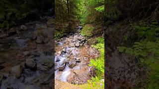 Mountain stream flowing to Loch Lochy Scotland thegreatglenway hiking scotland [upl. by Hulton]