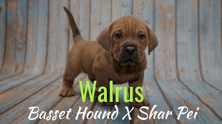 Walrus Puppy For Sale  Red  Chews A Puppy [upl. by Jaquenette]