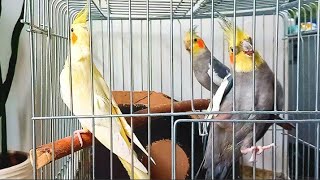 If you have a male cockatielthis video is for you😉😄 [upl. by Vashtee]