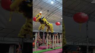 Lion Dance Stunts Practice vs Competitionacrobaticliondance shorts [upl. by Crin]