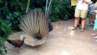 Great Argus Pheasant Mating Dance argusianus argus [upl. by Donelu28]