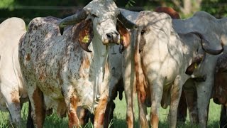 Procesos tecnológicos Para el Mejoramiento Genético Del Ganado  TvAgro por Juan Gonzalo Angel [upl. by Osana]