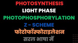 PHOTOPHOSPHORYLATION NONCYCLIC PHOTOSYNTHESIS LIGHT PHASE PHOTOLYSIS Z schemeneet 11th ncert [upl. by Milewski]