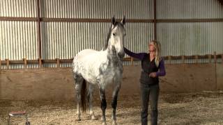 Training Dutch show jumper When Horses Choose by Mia Lykke Nielsen [upl. by Joellyn]